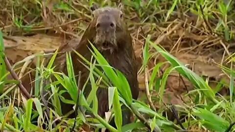 豹子抓鳄鱼吃瓜,一场生态界的生死较量