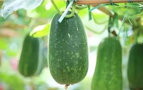 吃酸瓜糖声控,唤醒味蕾的甜蜜魔法之旅