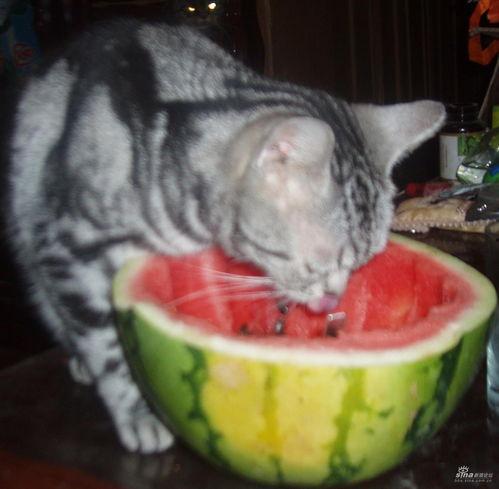 猫咪吃贝贝瓜好吗,贝贝瓜对猫咪的影响与适宜性