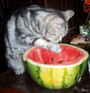 猫咪吃贝贝瓜好吗,贝贝瓜对猫咪的影响与适宜性