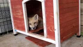 小狐狸吃瓜视频,揭秘娱乐圈幕后故事