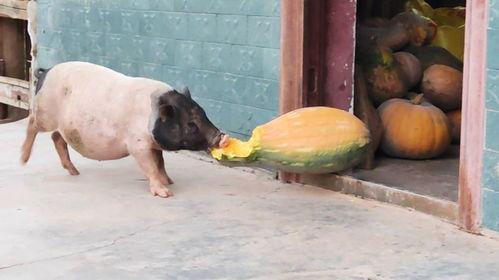 猪吃瓜叫什么,猪吃瓜的趣味奇遇记